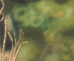 Plants.jpg